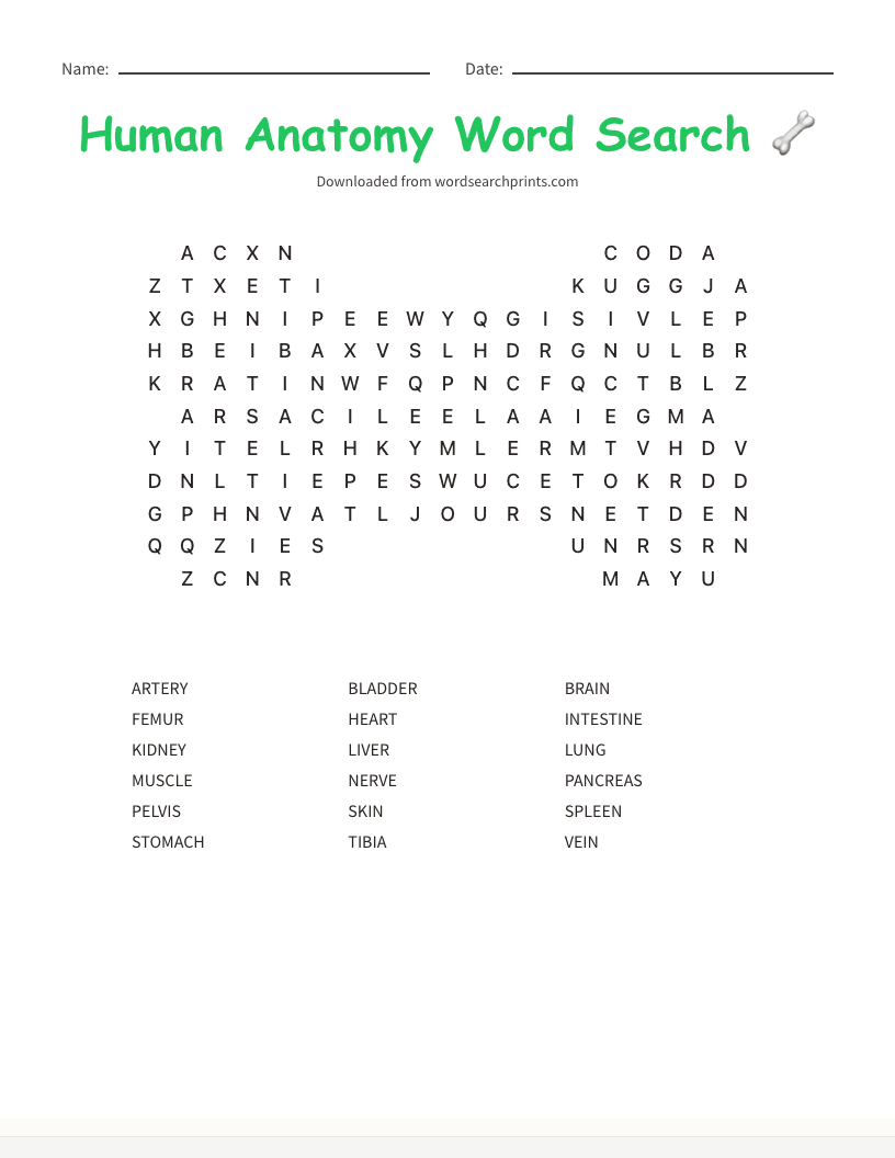 Human Anatomy Word Search